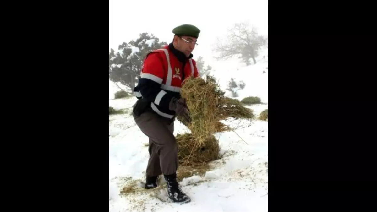 Yaban Hayvanları Kış Şartlarında Onlar Sayesinde Aç Kalmıyor