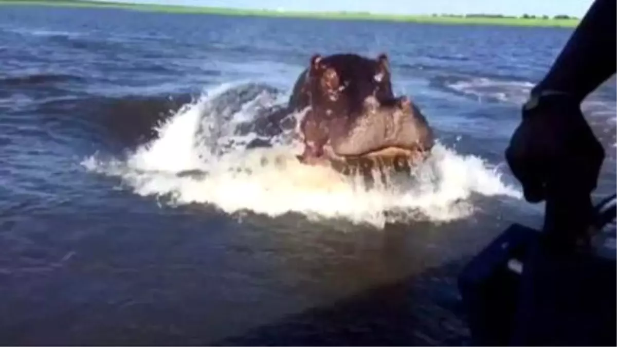 Hippo Charges A Tourist Boat During Safari İn Botswana