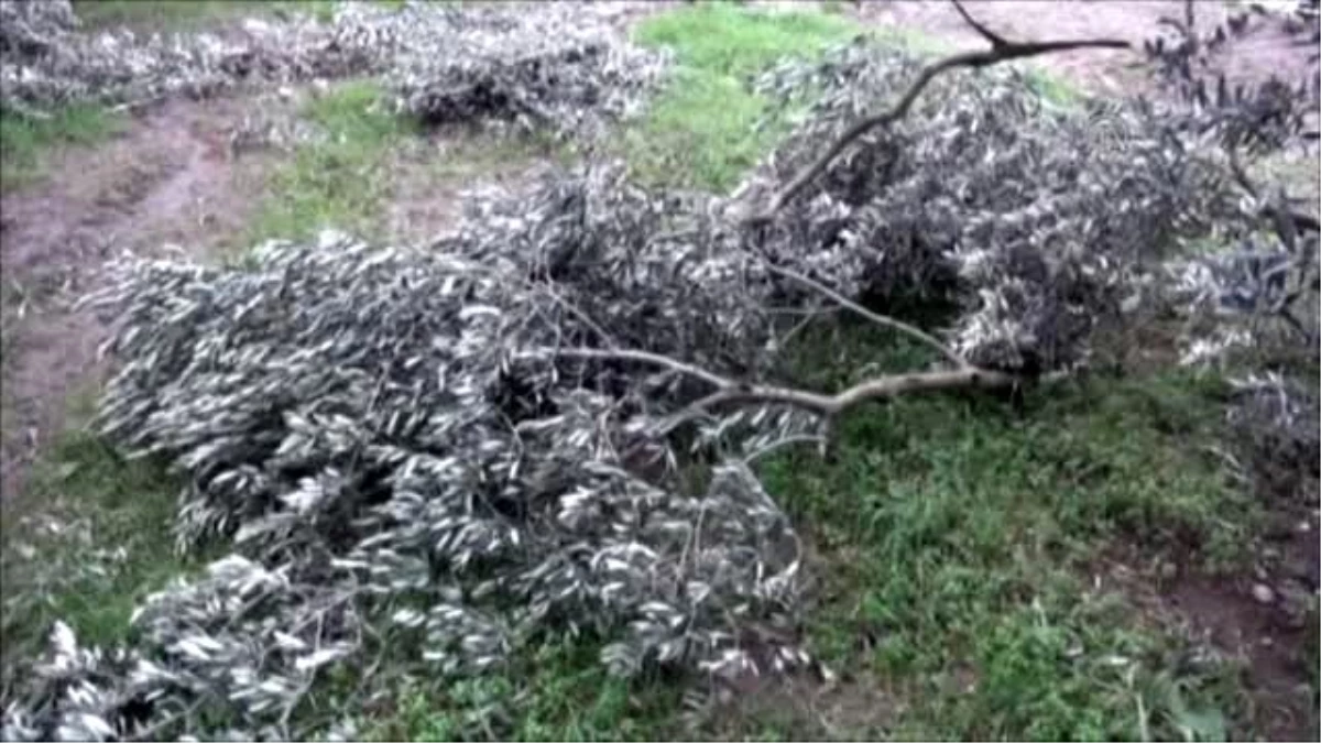 Kar Yağışının Zeytin Ağaçlarına Verdiği Zarar - Tzob Başkanı Bayraktar