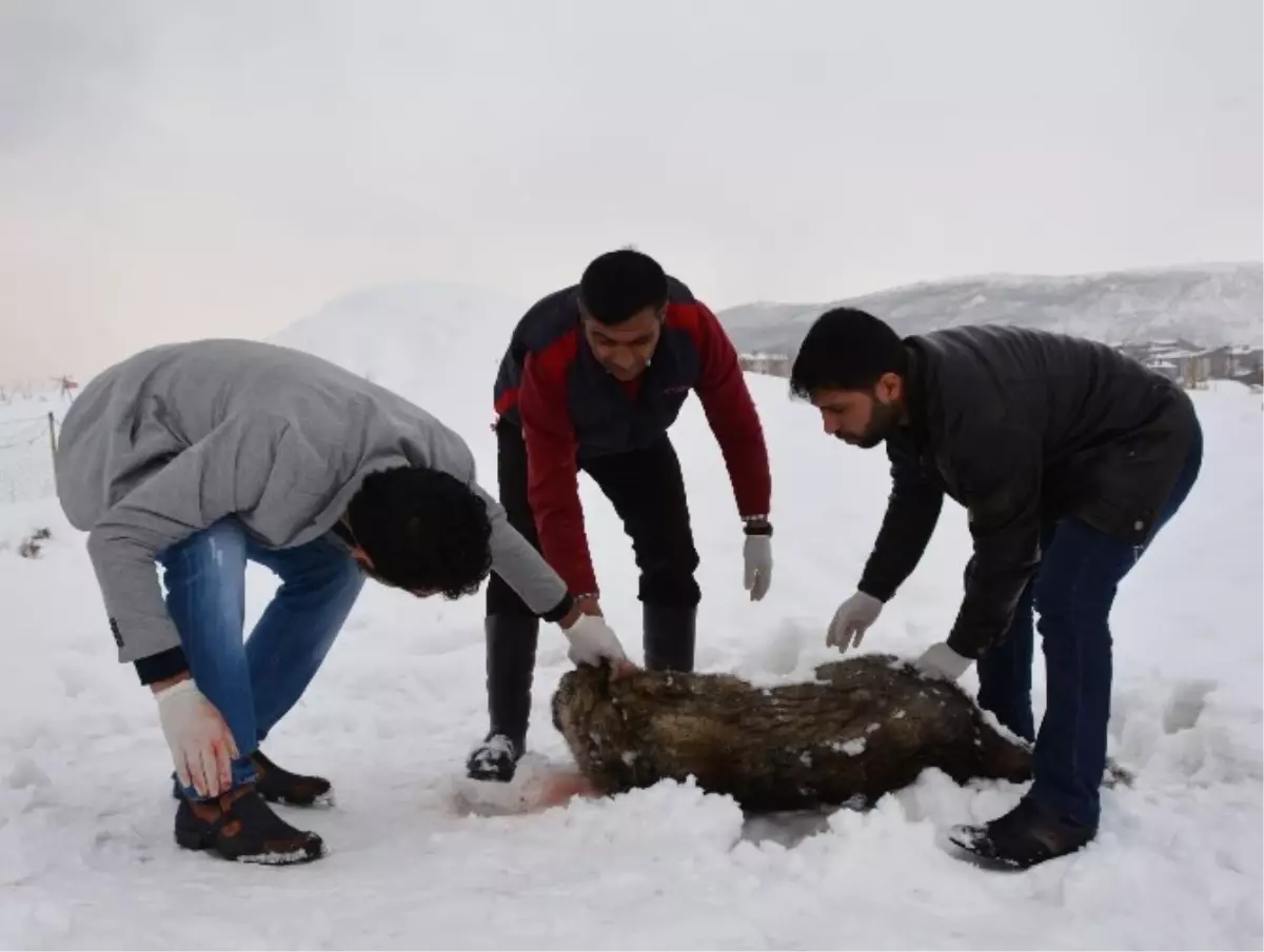 Köpek Katilini Bulana 5 Bin TL Para Ödülü