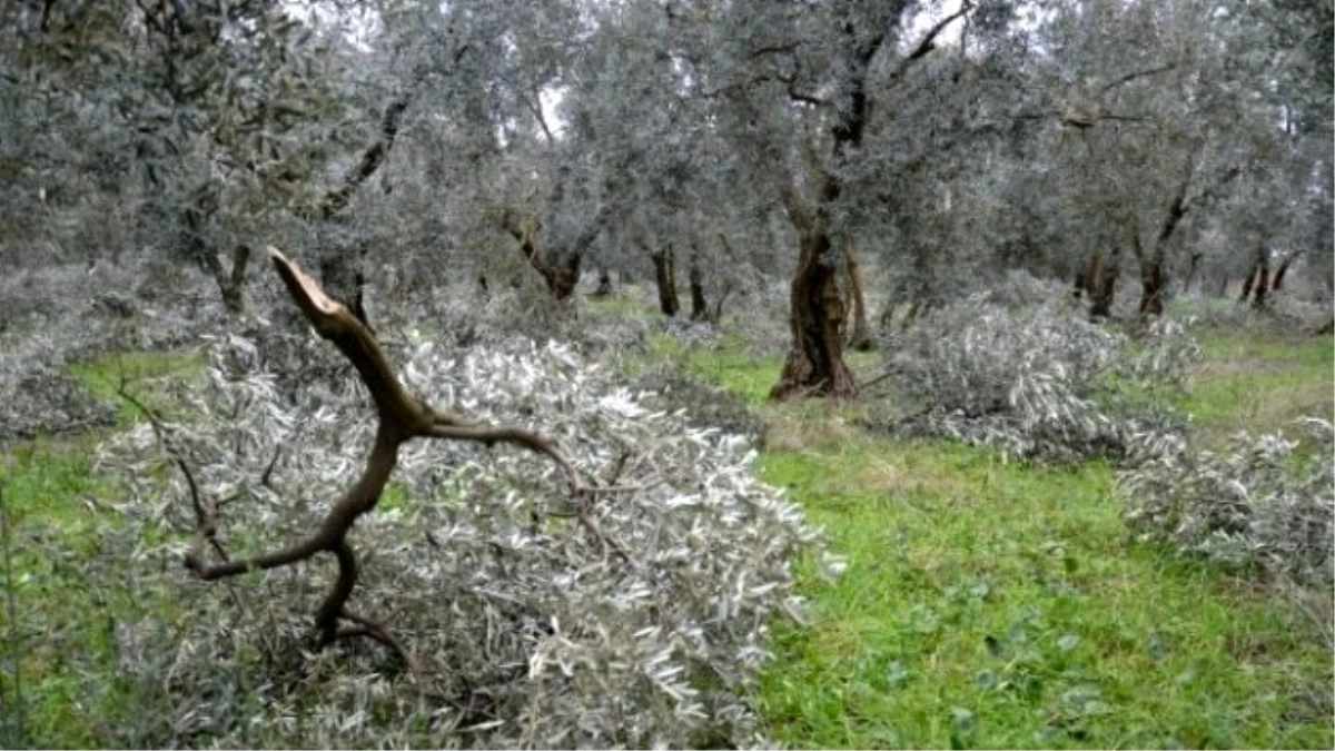 Zeytin Ağaçları Baltayla Değil Karla Kırıldı