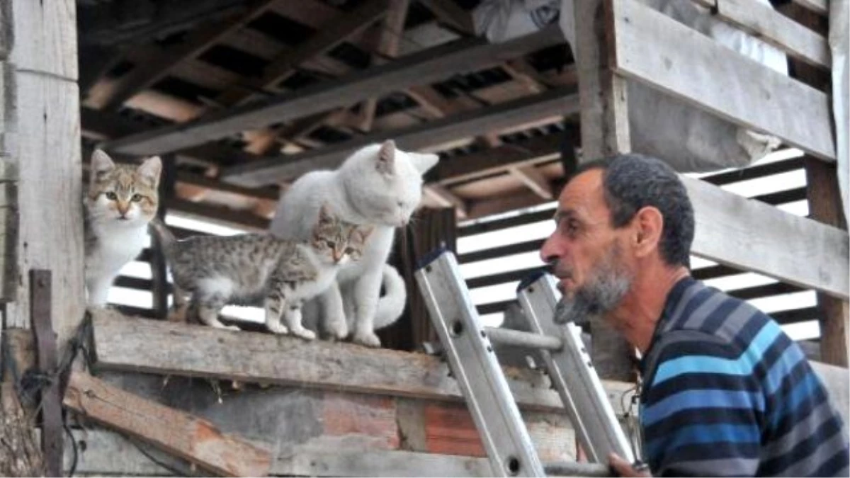 Barakada Topladığı Sokak Kedileri Süt ve Etle Besliyor