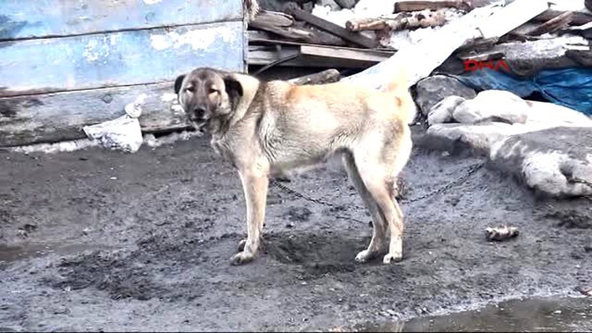 Kars\'ta Köylüler Kar Temizliğine Başladı