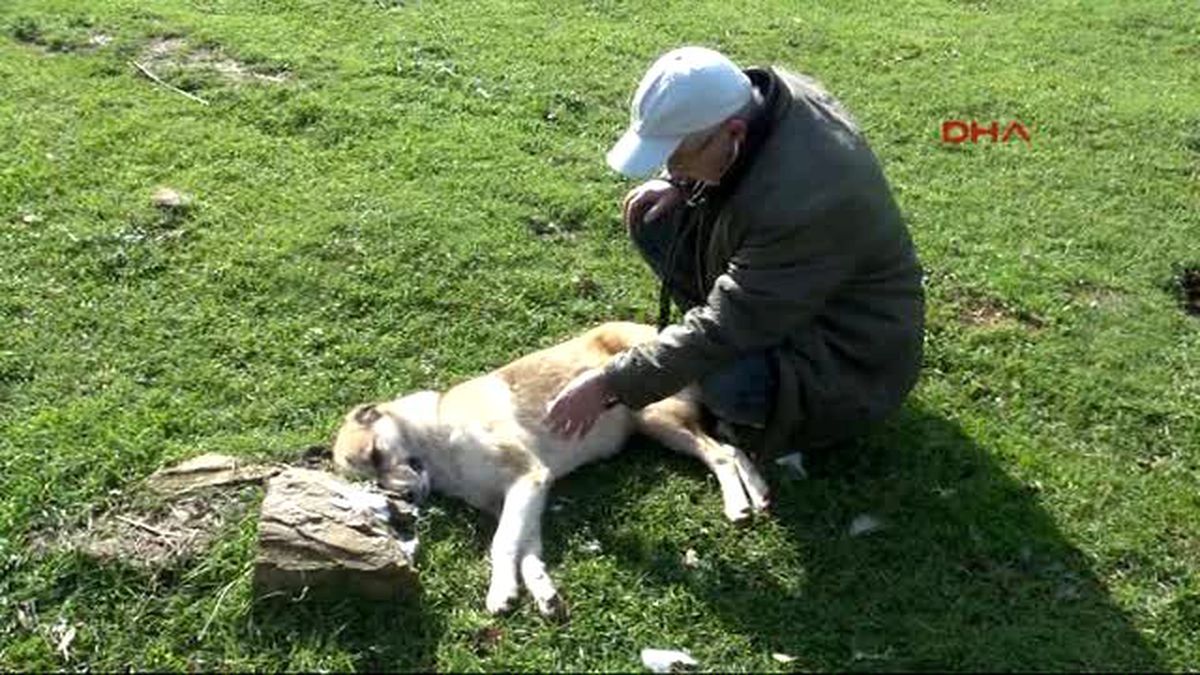 Denizli Tarım İlaçlı Balıkla 5 Köpeği Katlettiler