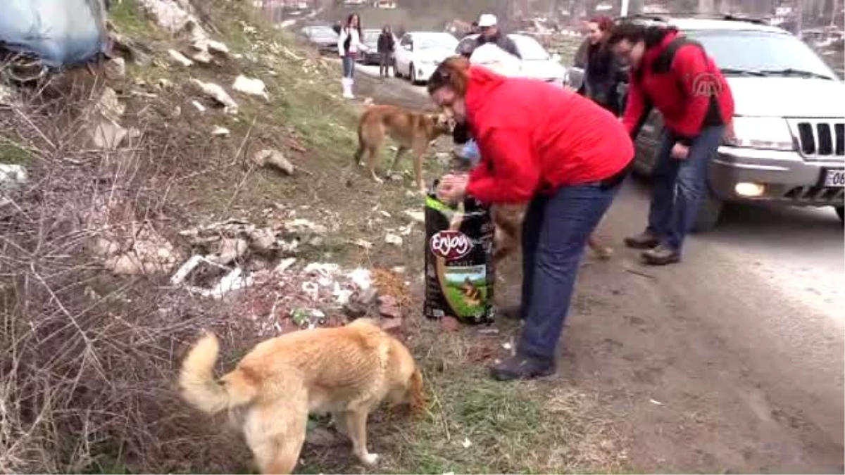 Ankara\'da Karda Aç Kalan Köpeklere Mama Desteği