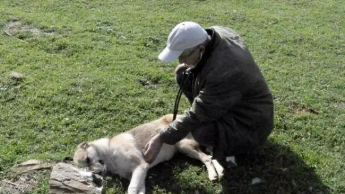 Tarım İlaçlı Balıkla 5 Köpeği Zehirlediler