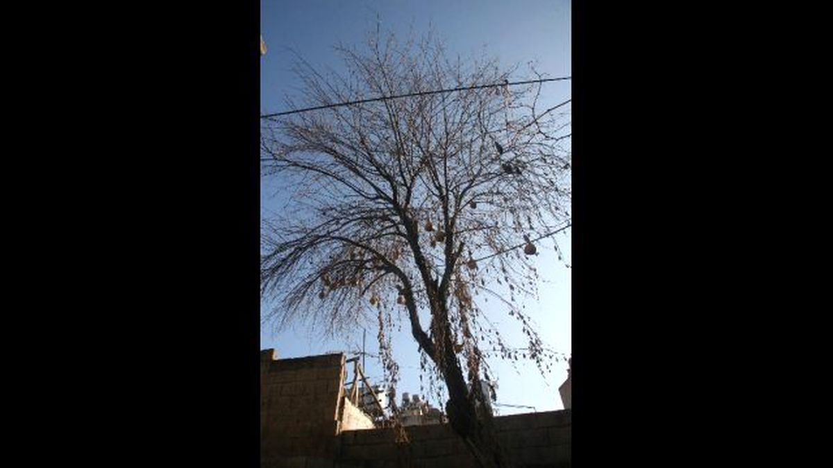 Kilis\'teki Kabak Ağacı Görenleri Şaşırtıyor