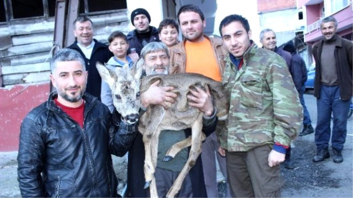 Yaralı Yavru Karacayı Köpeklerden Köylüler Kurtardı