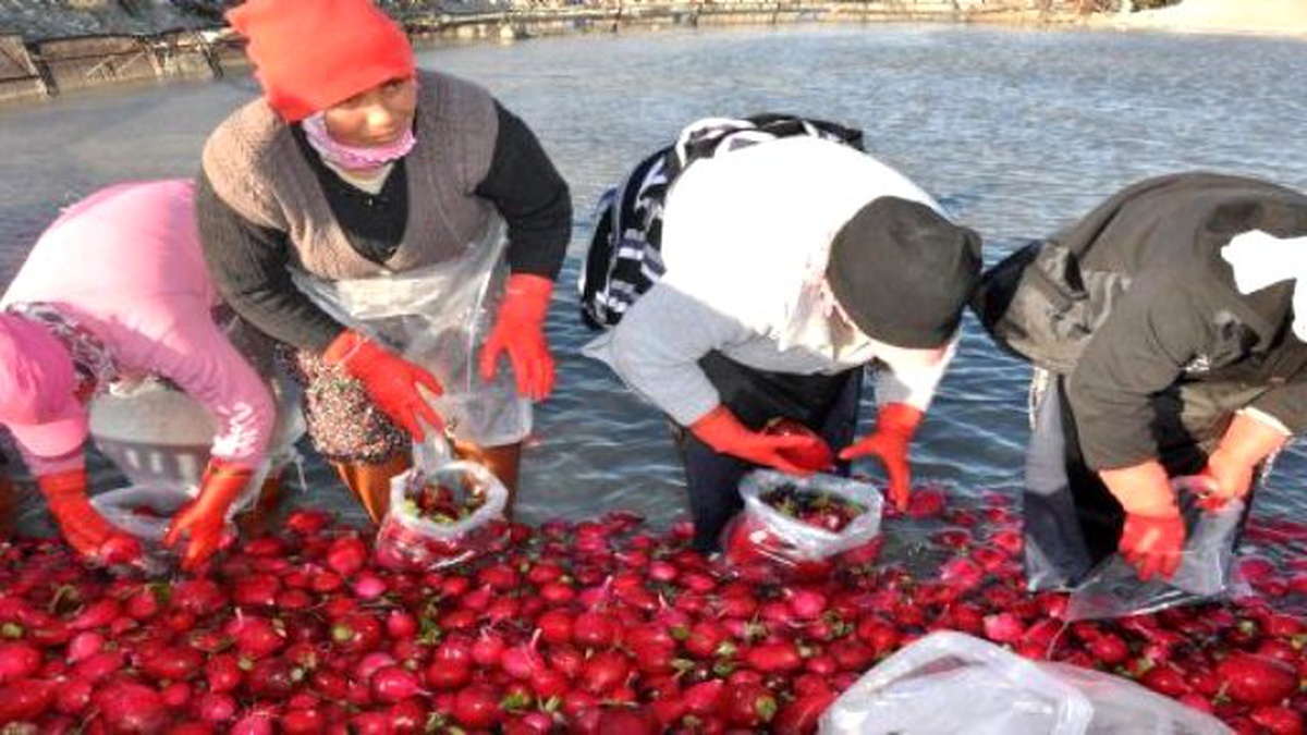 Ekmeklerini Turptan Çıkarıyorlar