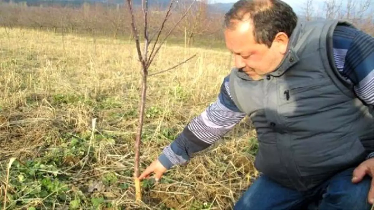 Bayramiç\'te Aç Kalan Fareler Fidanları Kemirdi