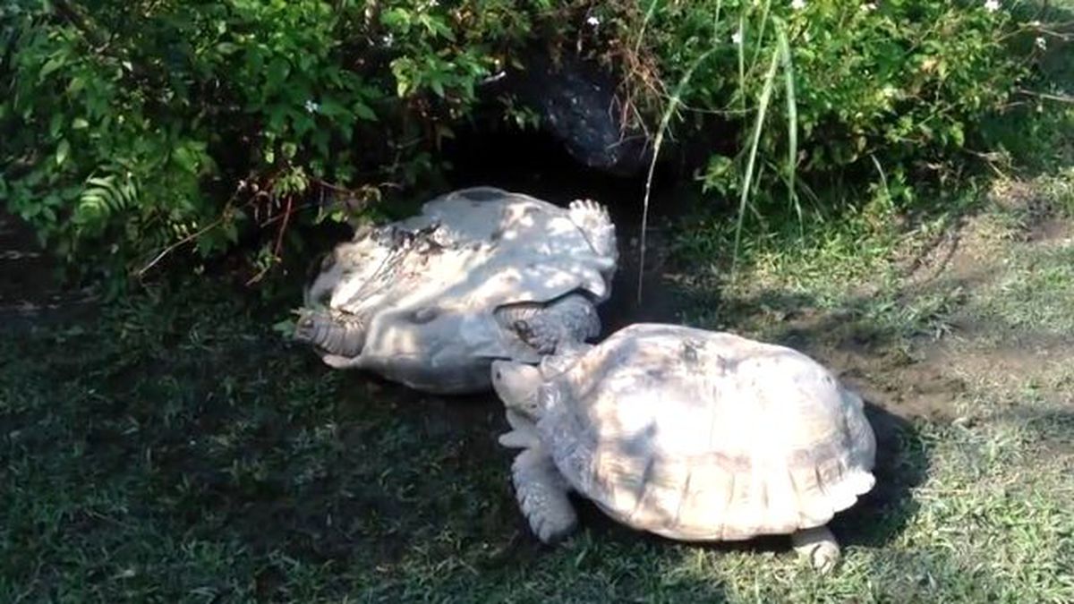 Kaplumbağa, Ters Dönen Eşinin Hayatını Kurtardı