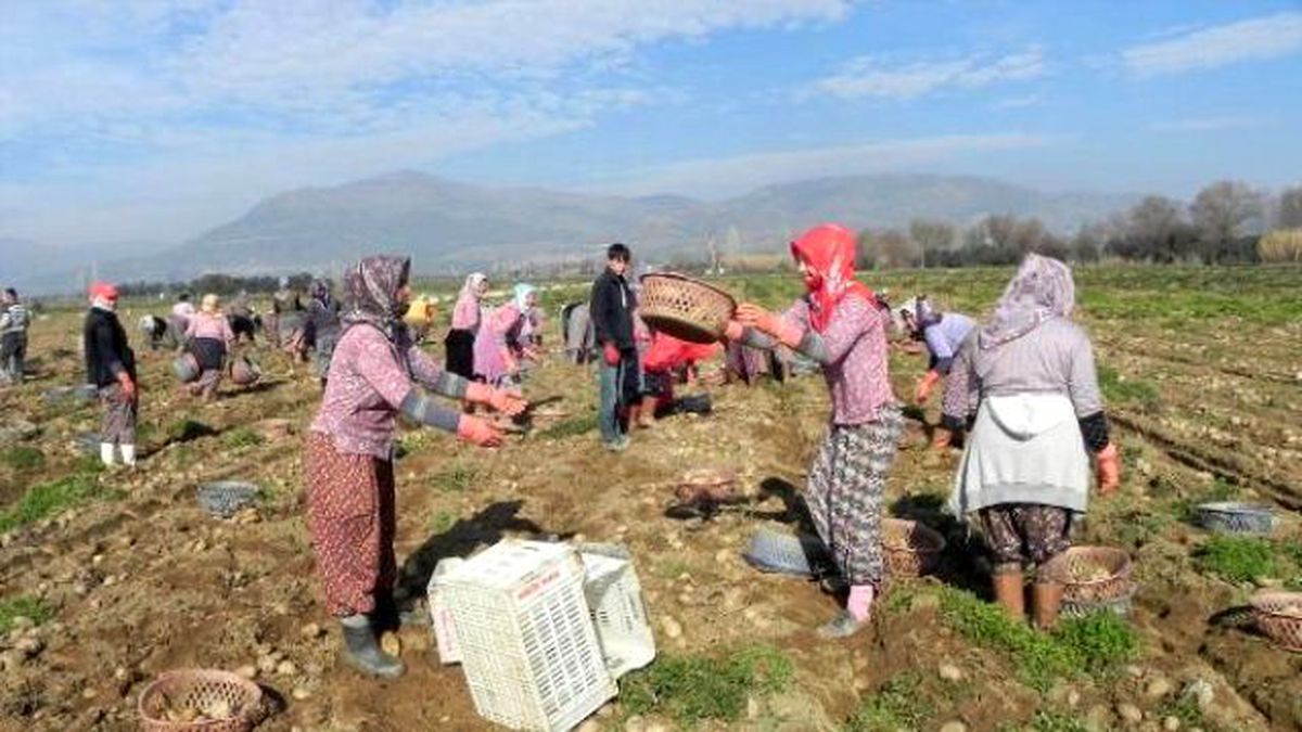 Ödemiş\'te Tarlaları Don Vurdu, Patates Üreticisi Perişan