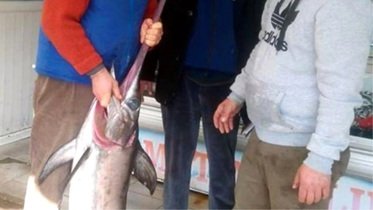 Saros Körfezinde Oltayla Kılıç Balığı Avlandı