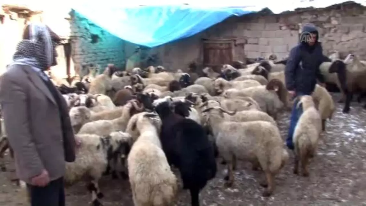 Van'da Ahıra Giren Köpekler, Koyunları Telef Etti