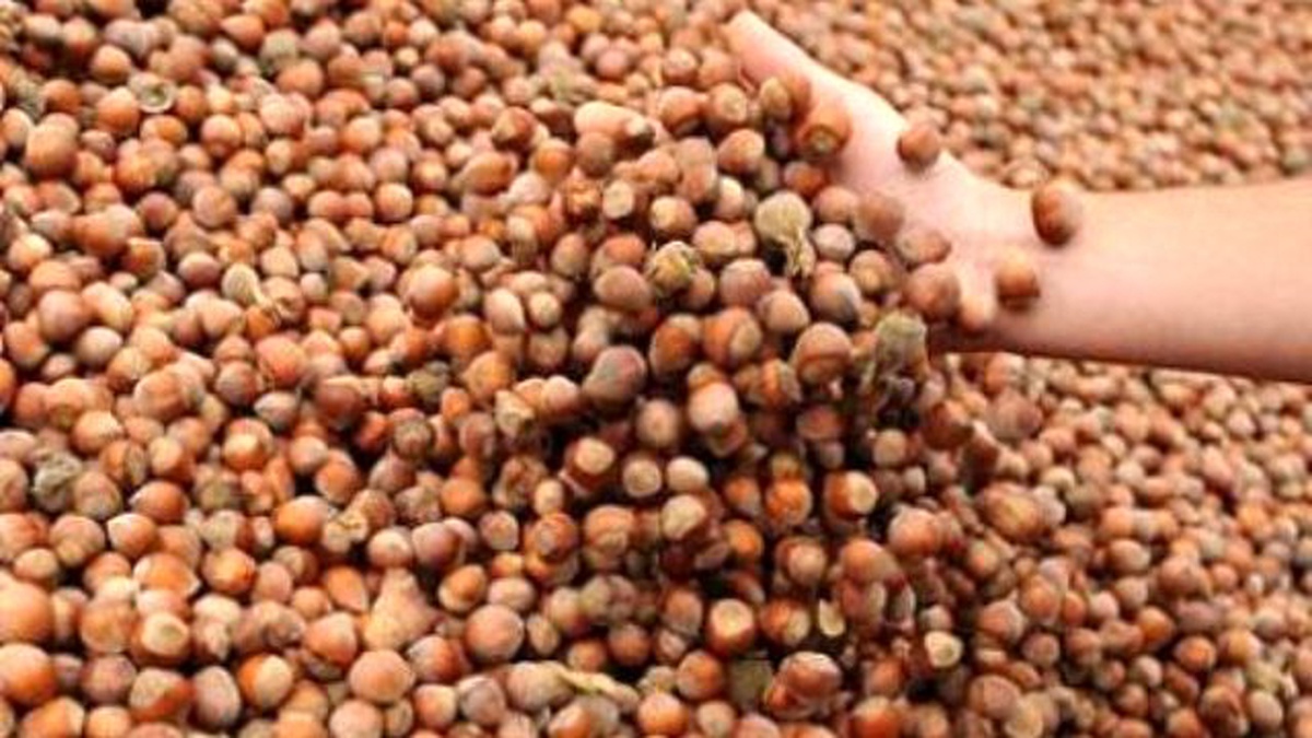 Çarşamba Organik Fındık Üreticileri Birliği, Sektör Faaliyetlerini Ele Aldı