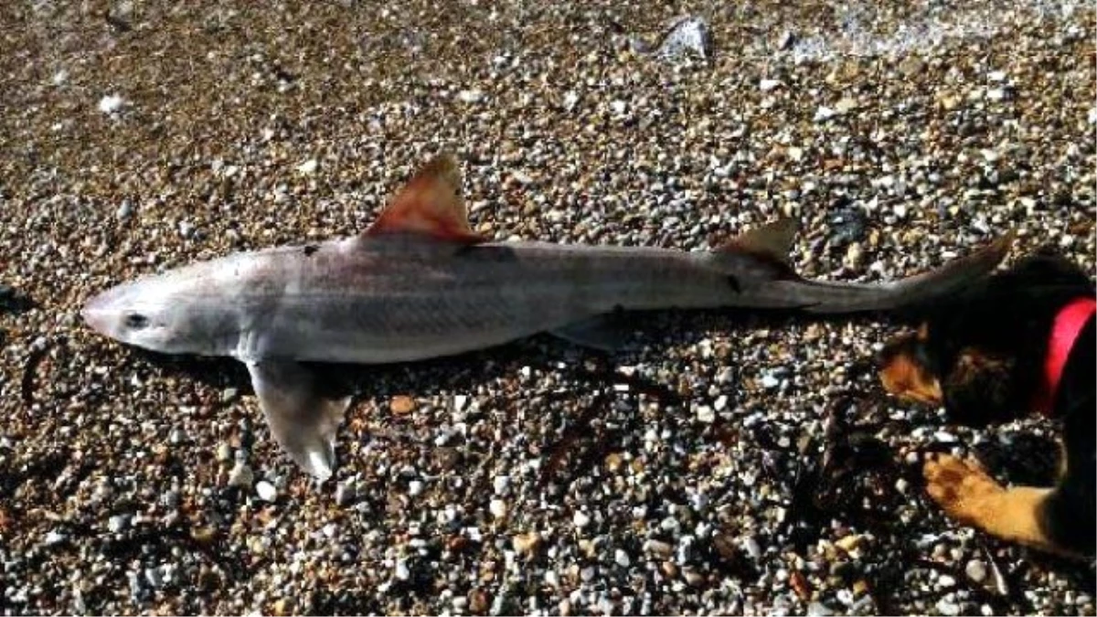 Bodrum Sahilinde Ölü Köpekbalığı
