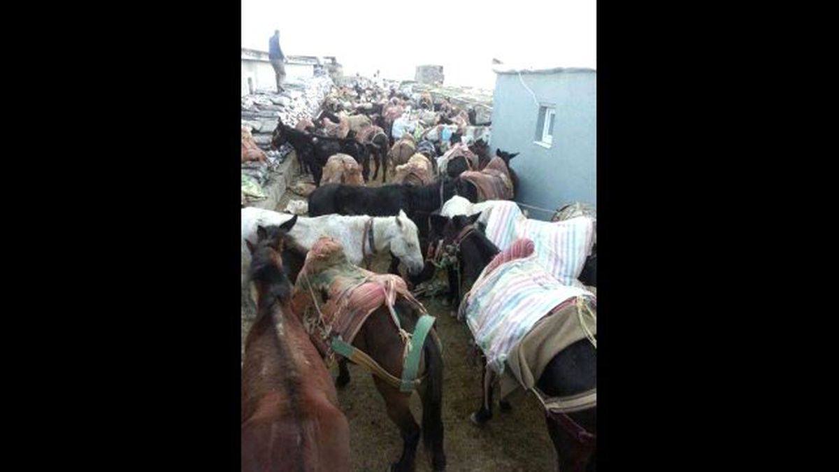 Kaçakçılık Olayında Yakalanan Katırlar İran\'a Kaçtı