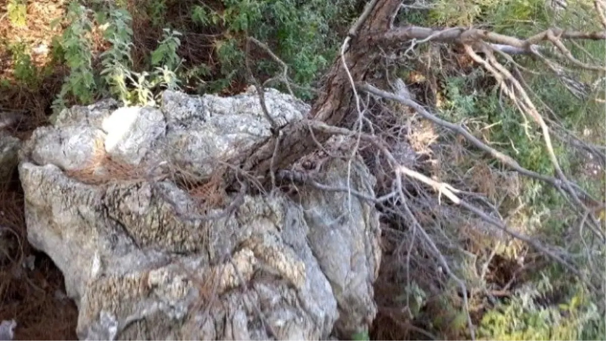 Kayada Hayat Bulan Kızılçam Anıt Ağaç Olacak