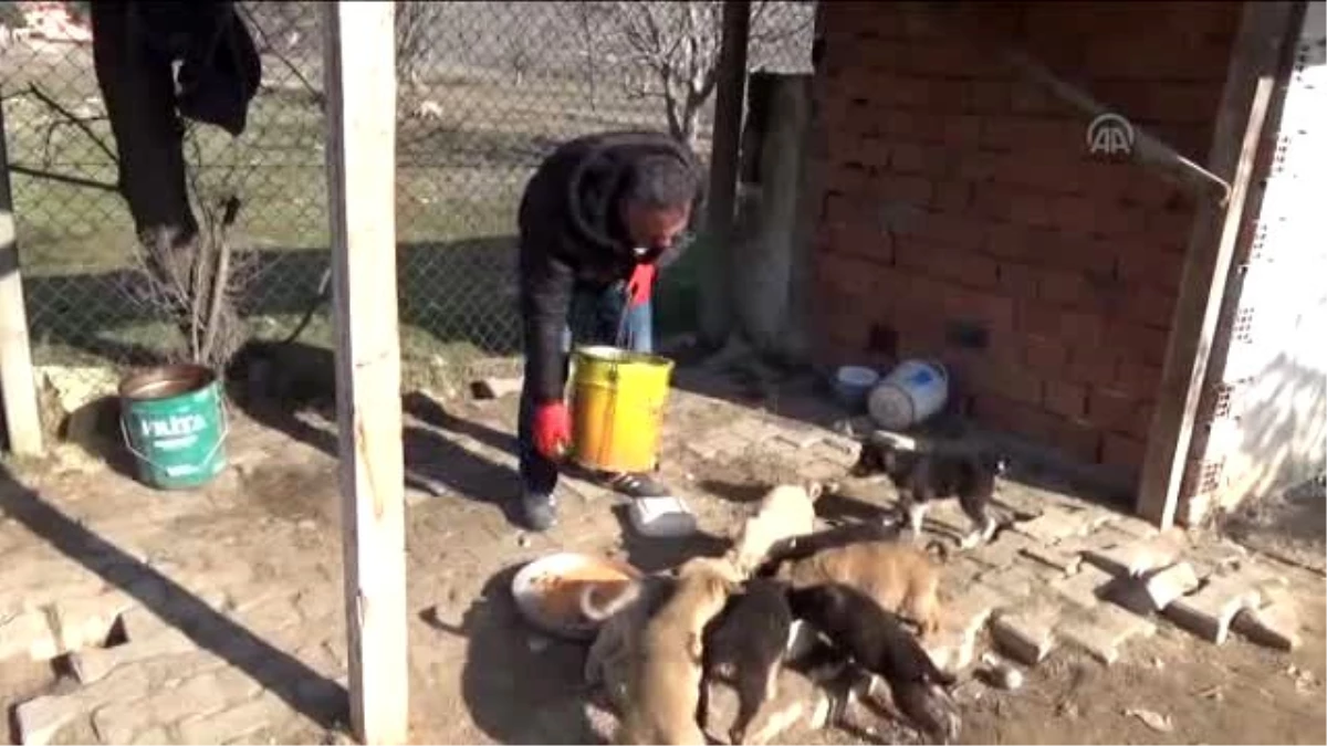 Taşova\'da Köpek Yavrularını Sevgiyle Isıtıyor