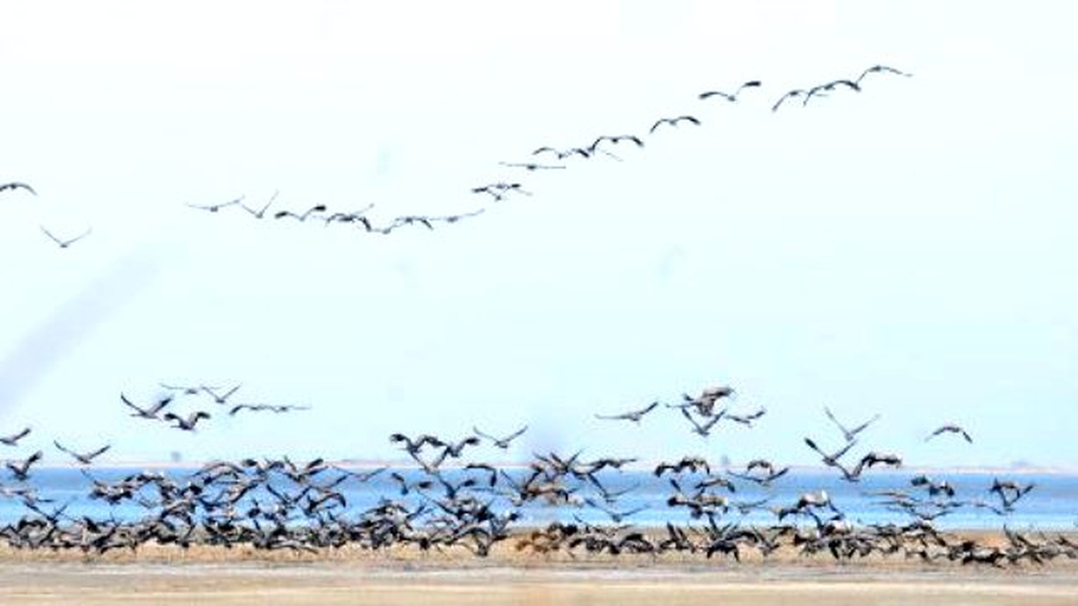 Kuşlar Lagündeki Su Kirliliğinden Telef Olmuş