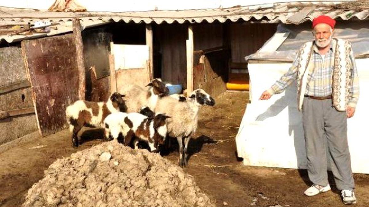 Ağılındaki 28 Küçükbaş Hayvan Çalındı