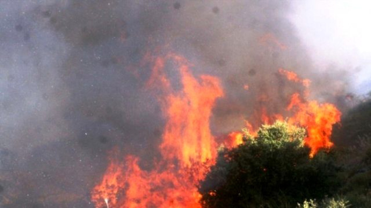 Amanos Dağı Eteklerindeki Zeytin Bahçesi Kül Oldu