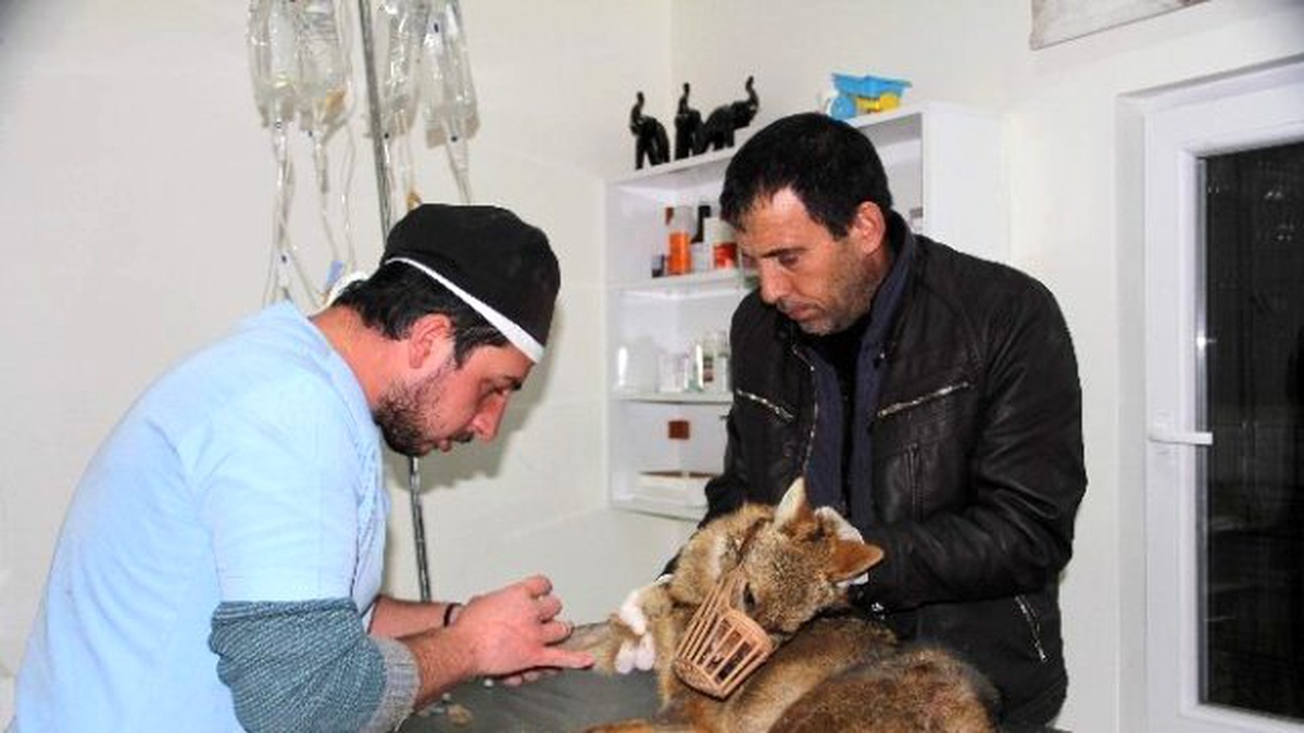 Kastamonu\'da Aracın Çarptığı Yavru Kurt, Tedavi Altına Alındı