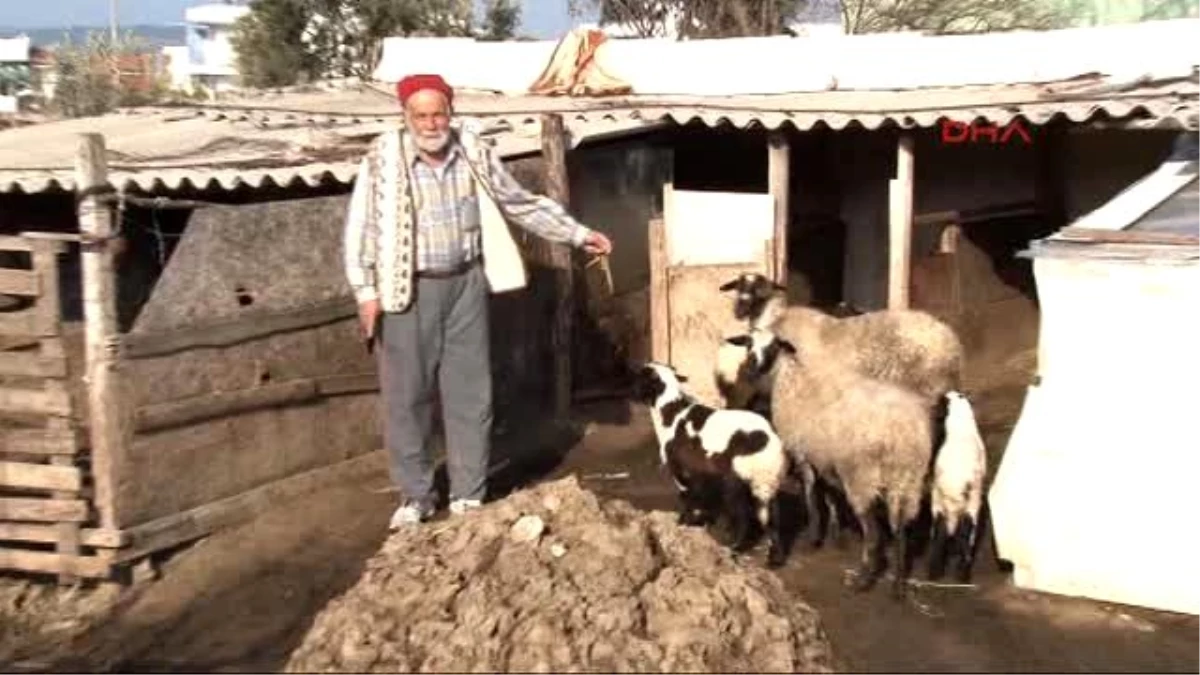 Çanakkale Ağılındaki 28 Koyun Çalındı