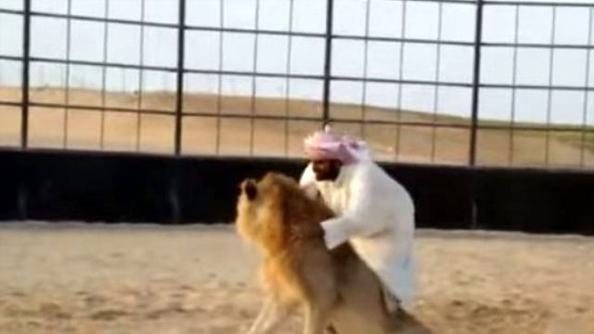 Çılgın Arap Genci Aslanla Güreş Yaptı