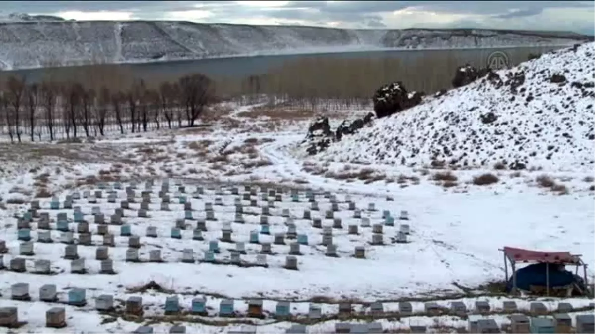 Kar Altında Arılarını Kışlatıyorlar