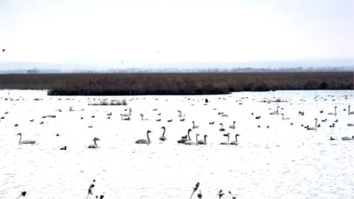 Kar Yağışı "Kuş Cenneti"Nde Popülasyonu Artırdı