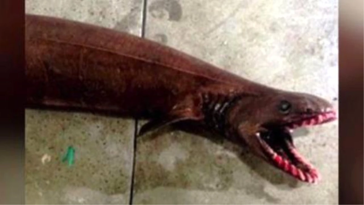 Prehistoric\' Shark Scooped Up By Fishermen Will Give You Nightmares
