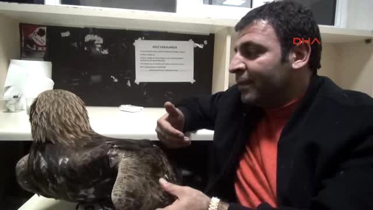 Yüksekova\'da Uçmayan Kaya Kartalına Gazeteci Sahip Çıktı