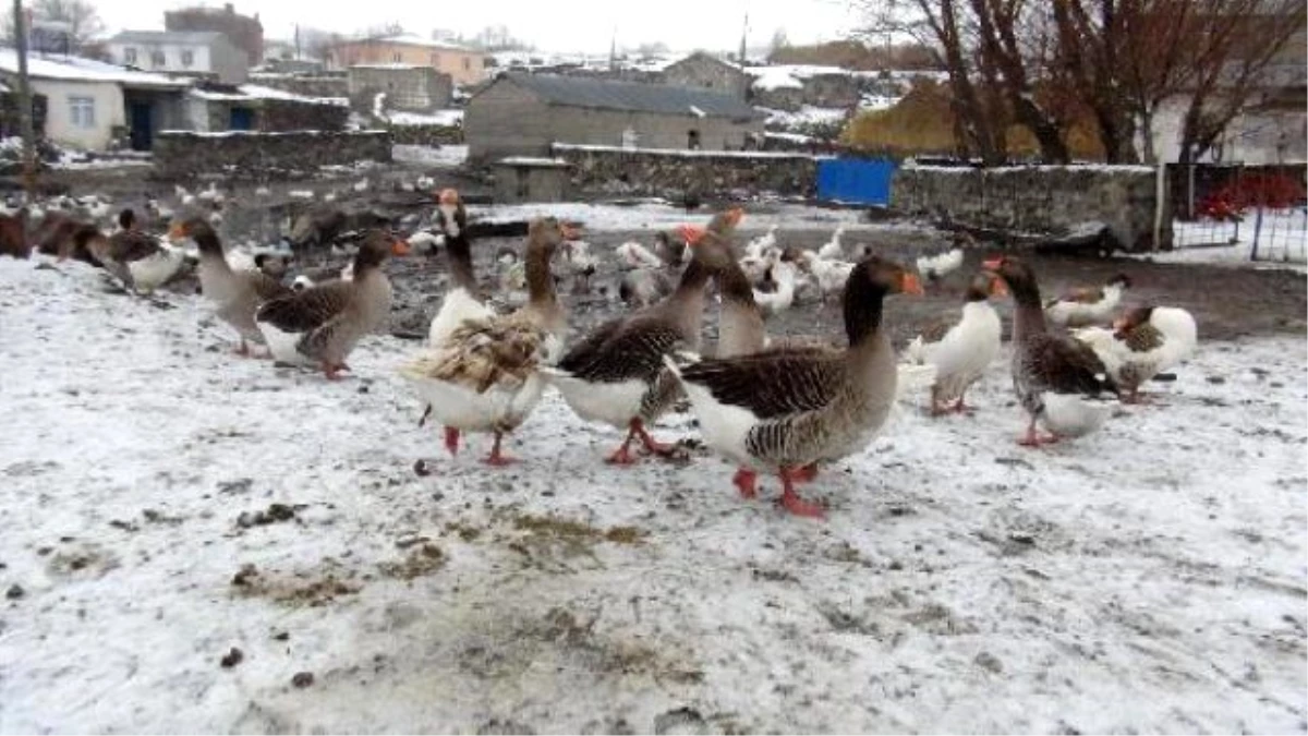 Kaz, Ardahan ve Kars\'ta Köylerin Geçim Kaynağı