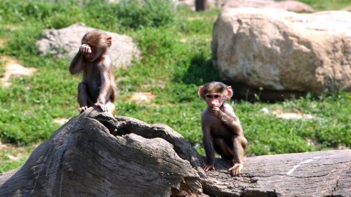 Öğrencilere Karne Hediyesi Hayvanat Bahçesi Gezisi