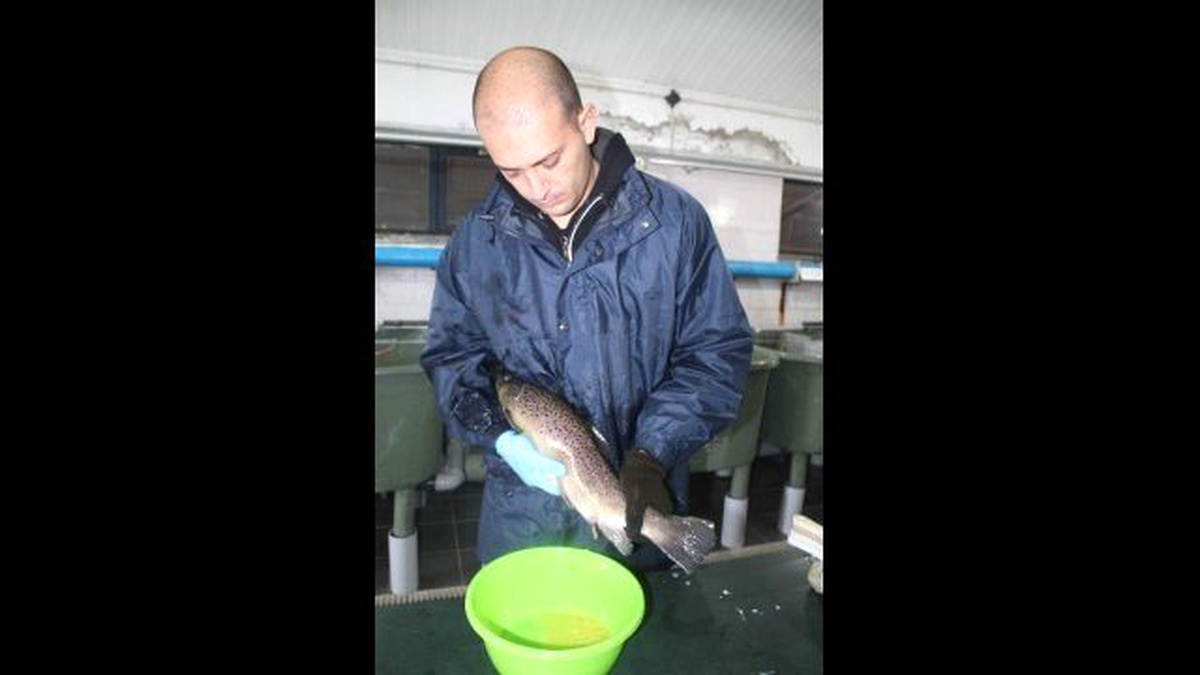 1 Kilogram Ağırlığındaki Damızlık Alabalıktan 2 Bin Civarında Yumurta Alınıyor