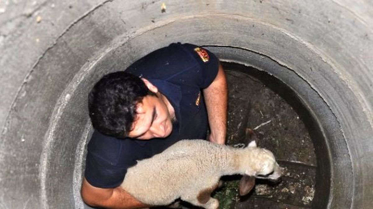 Düzce İtfaiyesi 2014 Yılında 29 Hayvan Kurtardı