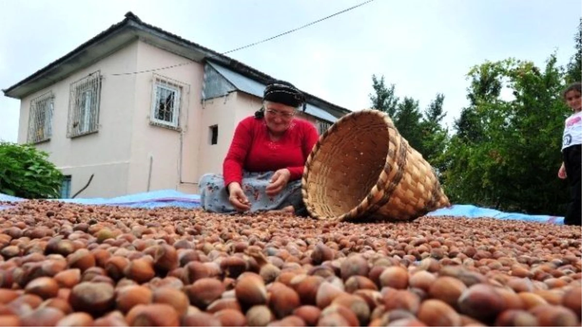 Fındık Fiyatı Üreticiyi Sevindirdi, Tüketiciyi Üzdü