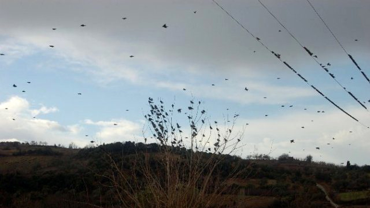 Sığırcıklar Meyve Bahçelerini İstila Etti