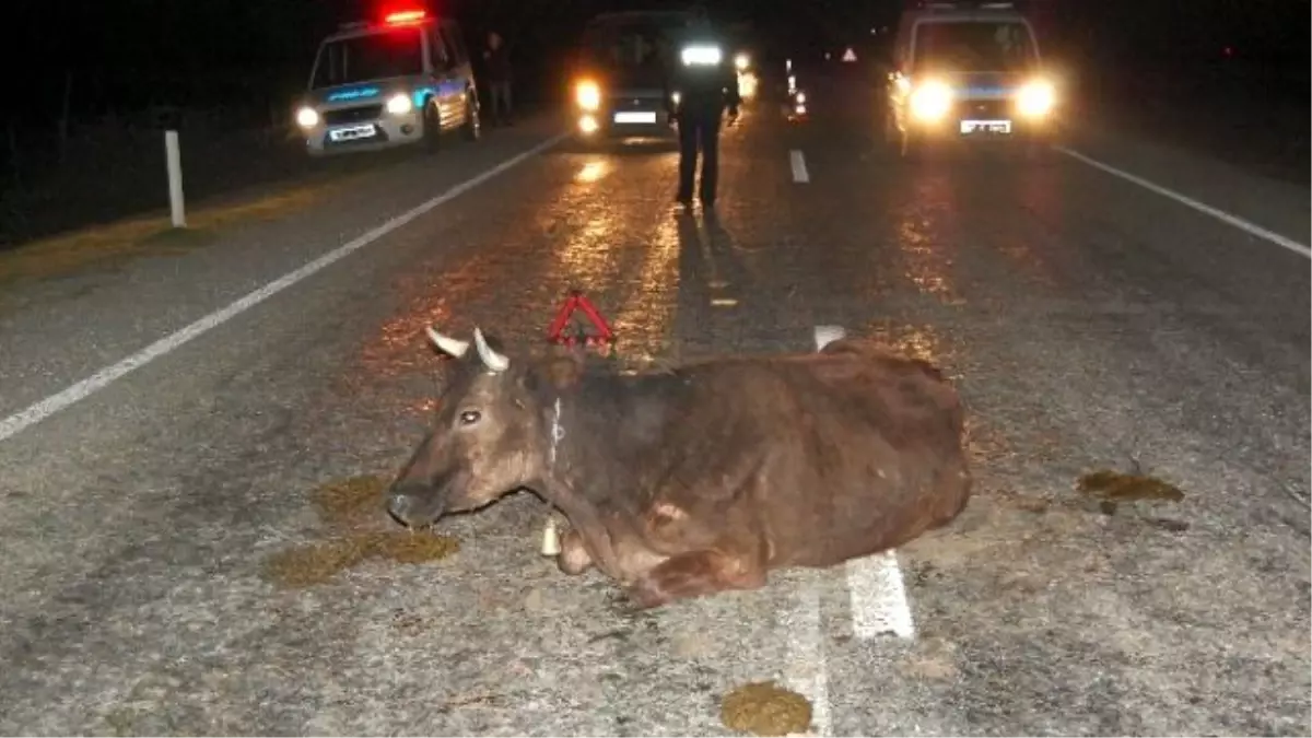 Yola Çıkan Büyükbaş Hayvan Zincirleme Kazaya Neden Oldu