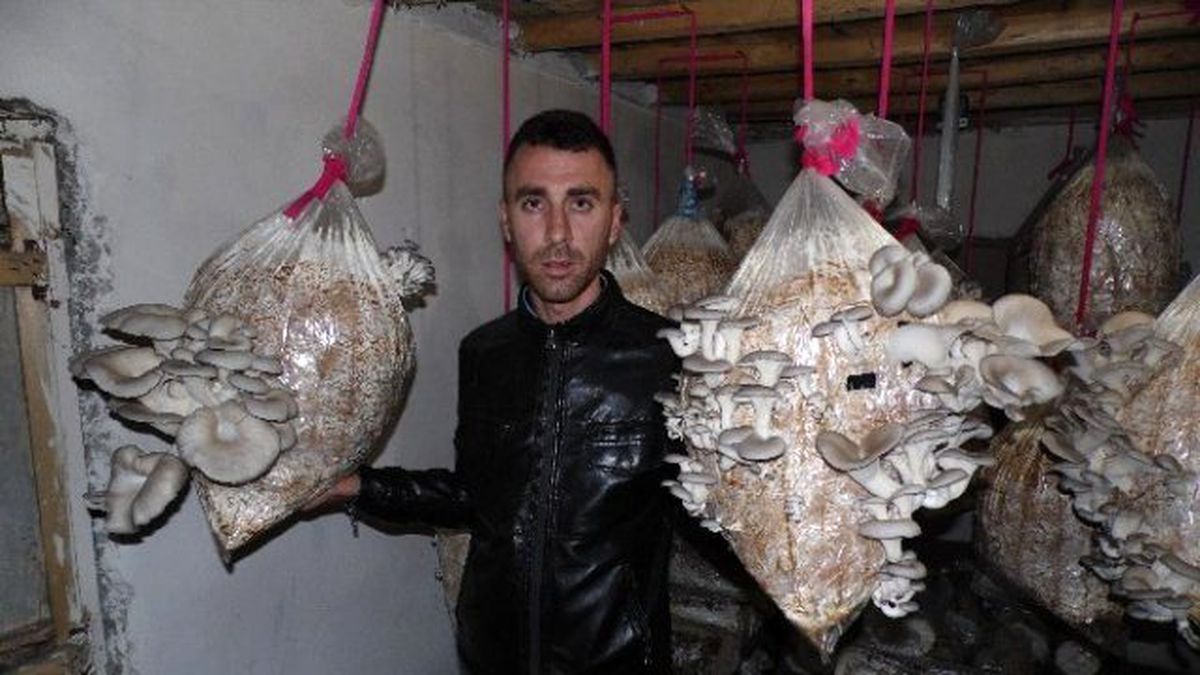 Adıyaman\'da İstiridye Mantarı Üreticisi Destek Bekliyor