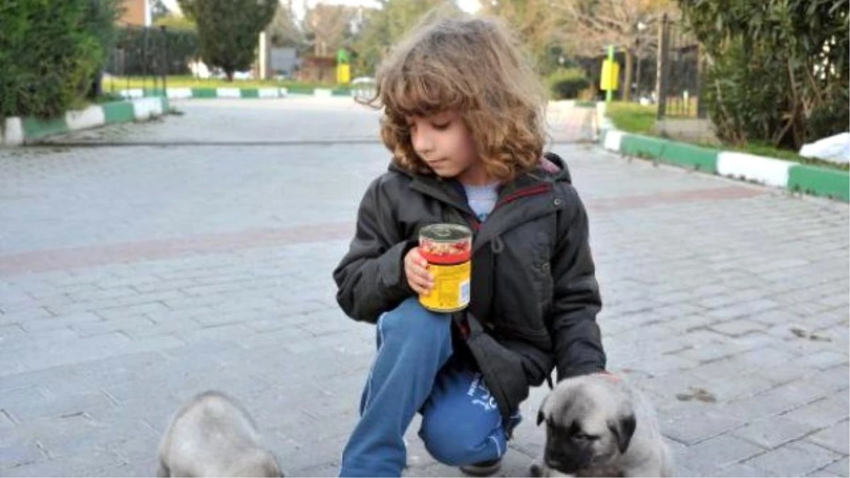 Harçlıklarını Biriktirip Can Dostları İçin Mama ve Süt Aldılar