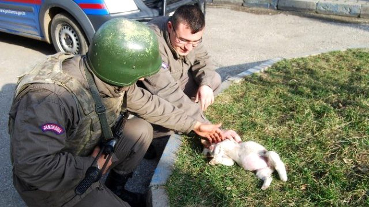 Annesini Kaybeden Yavru Köpeğe Jandarma\'dan Şefkat Eli