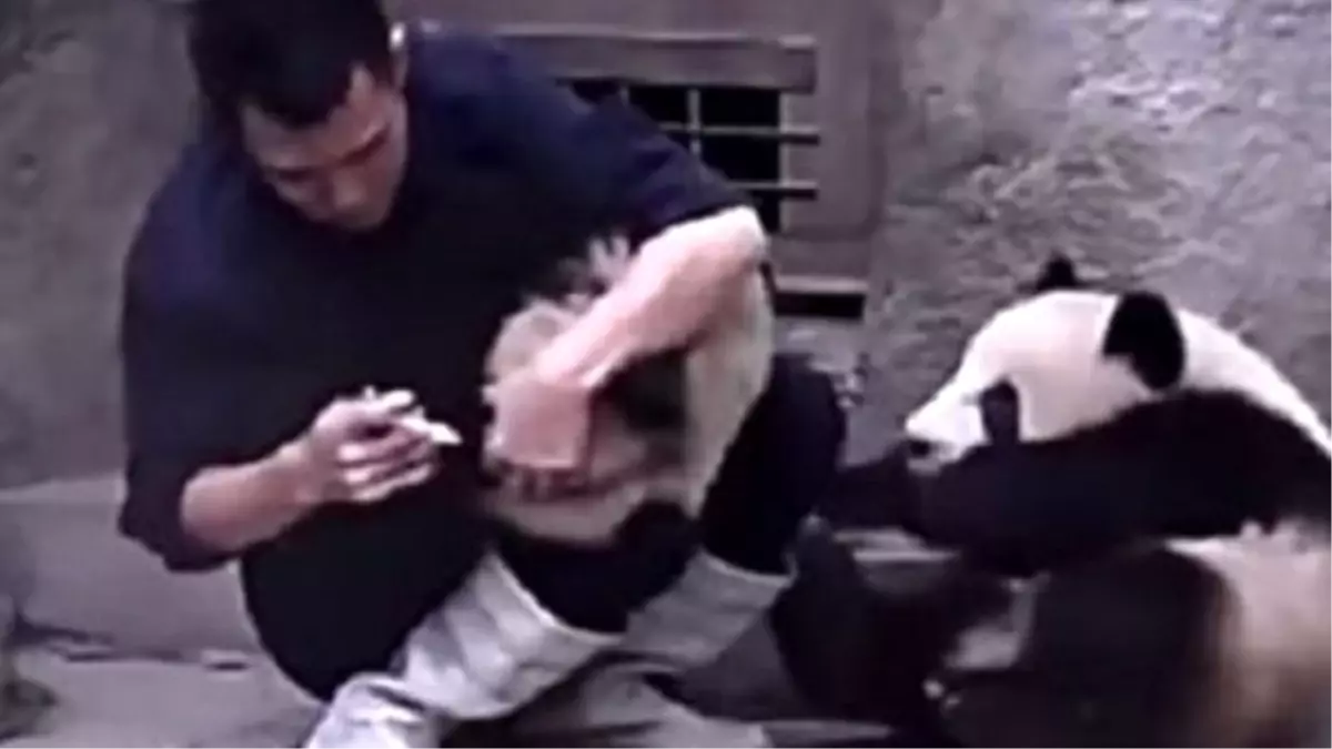 Bakıcısının Verdiği İlacı Almak İstemeyen Yavru Pandalar