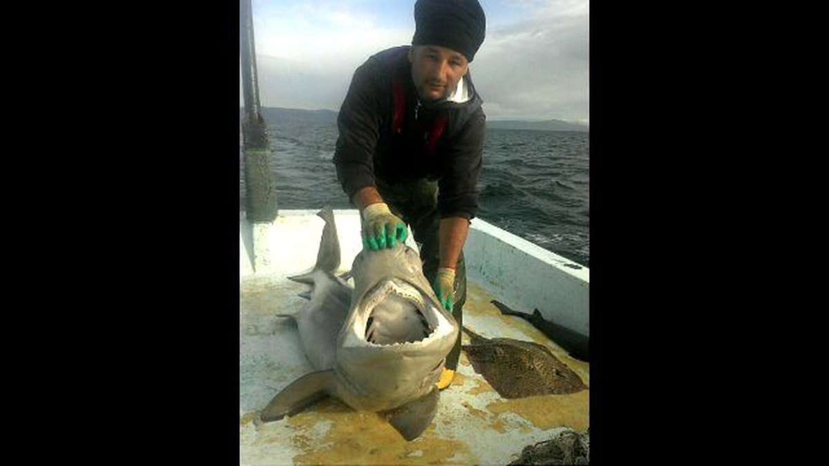 Balıkçı Ağına 200 Kiloluk Köpekbalığı Takıldı