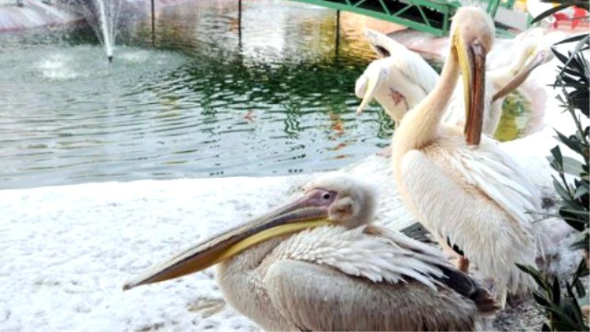 Gaziantep Hayvanat Bahçesi 3 Milyon Ziyaretçiyi Hedefliyor
