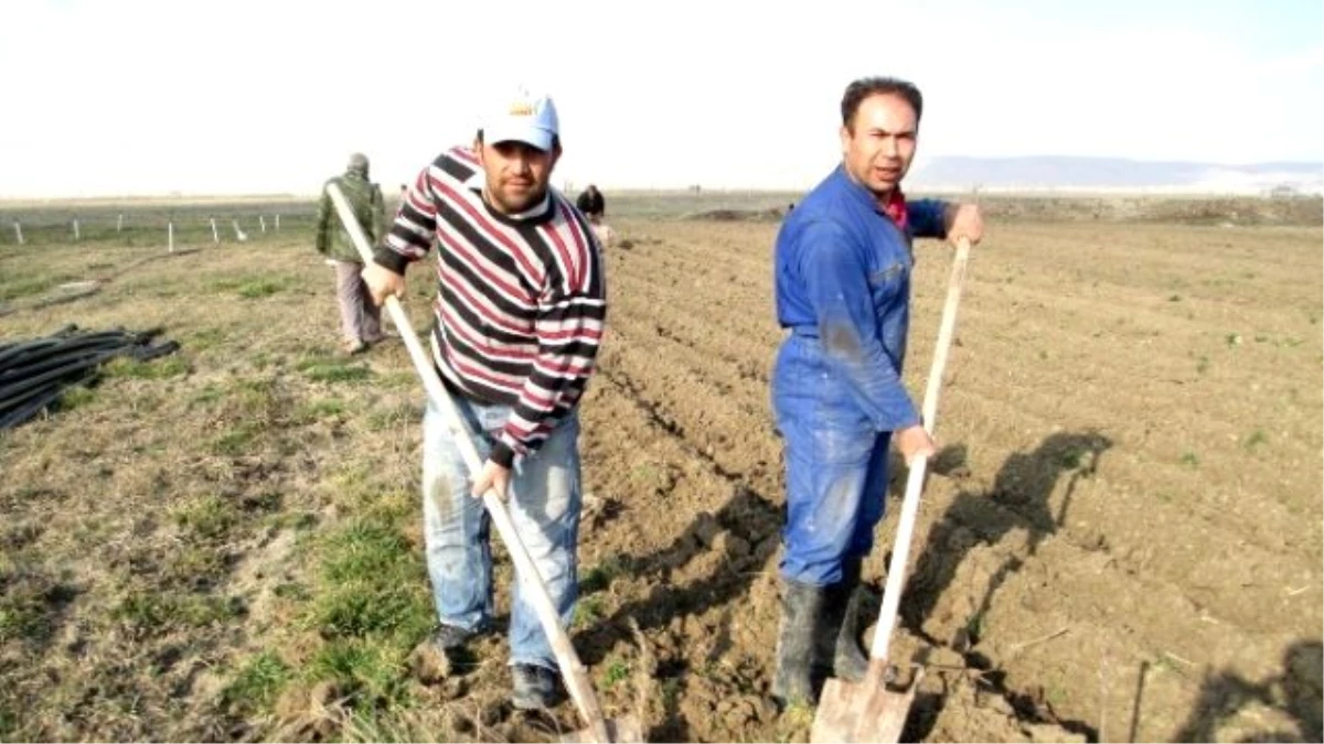 Karaman\'da Şakayık Çiçeği Yetiştirilecek