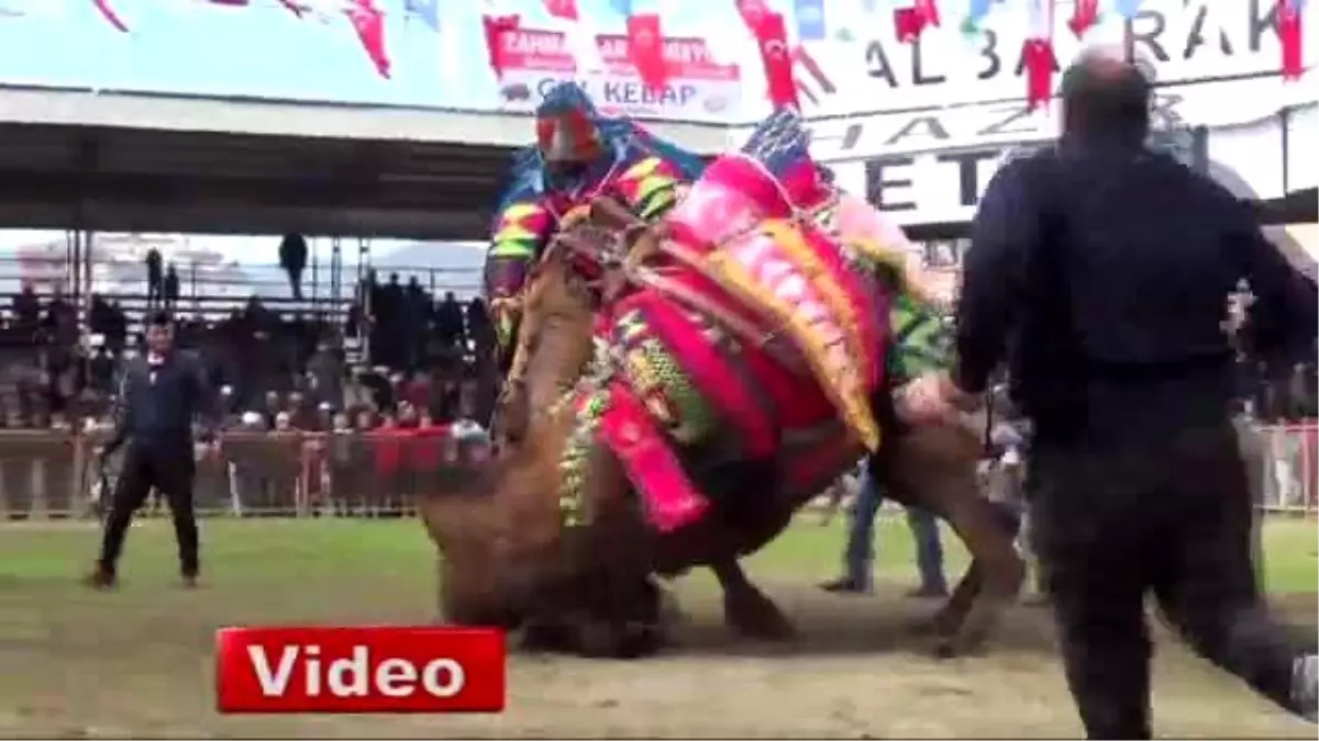 Kumluca\'da Deve Güreşi Heyecanı