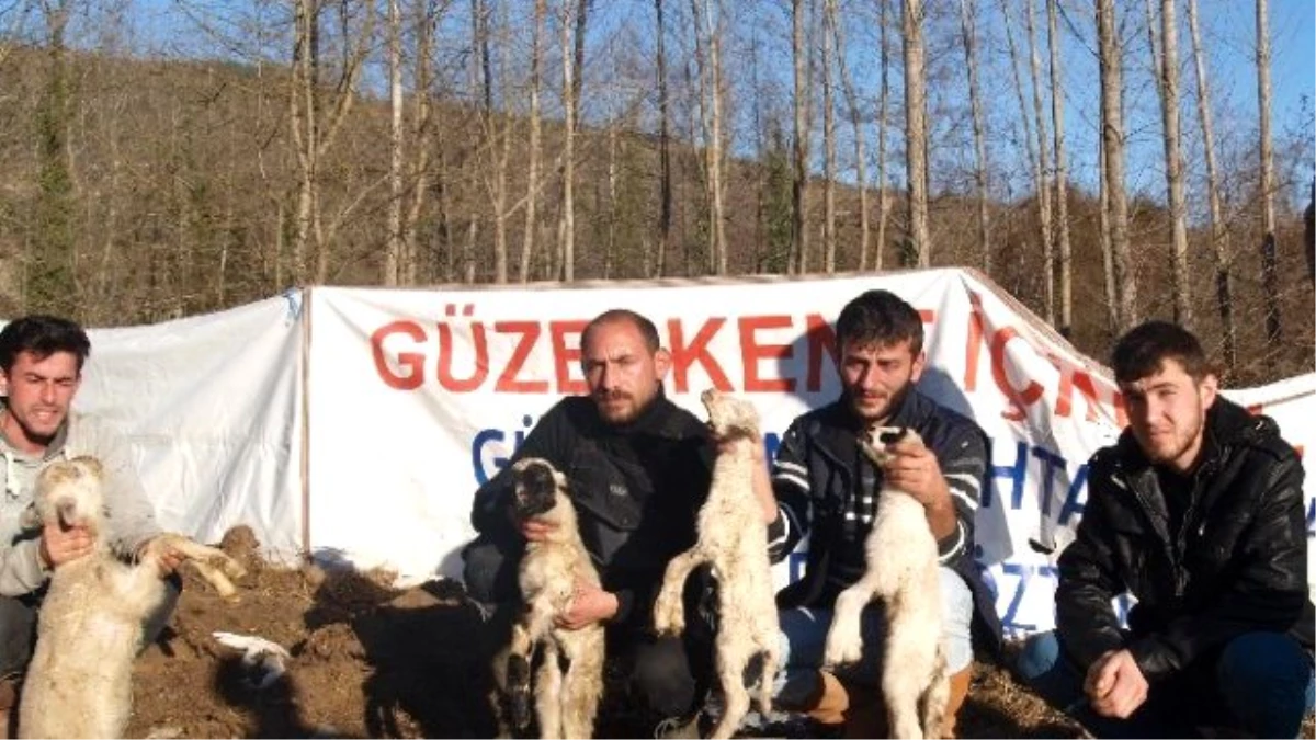 Sinop\'ta Koyunları Telef Olan Üreticiler Yardım Bekliyor