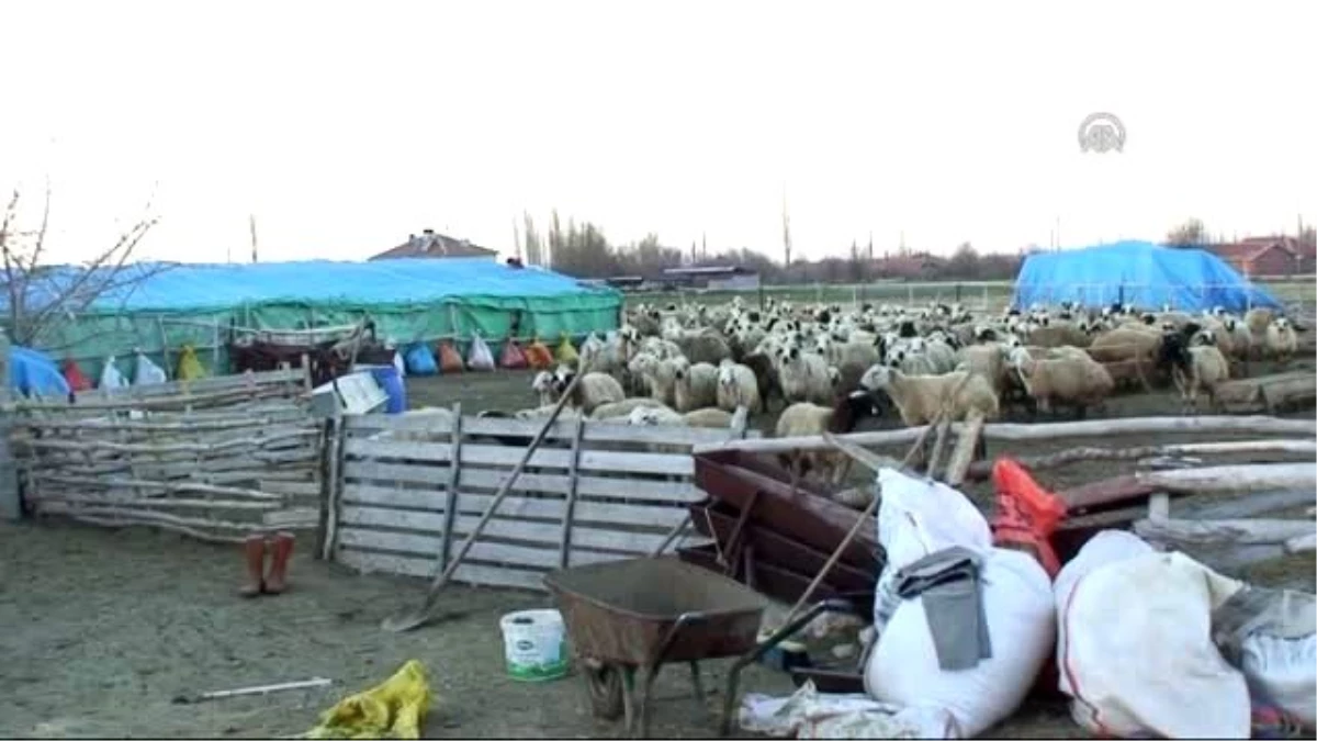 Yaban Hayvanları 25 Koyunu Telef Etti